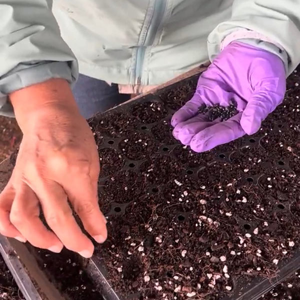 Person with Gloved hand planting seeds into individual cells