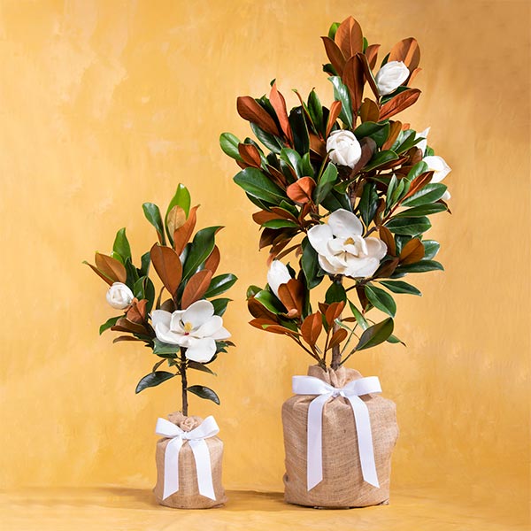 Medium & Large Southern Magnolias