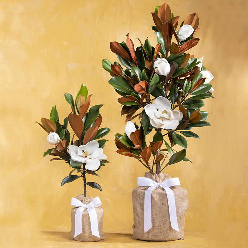 Medium & Large Southern Magnolias