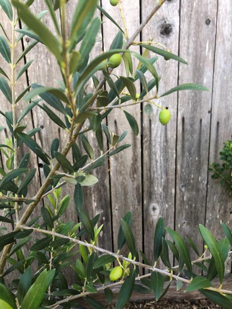 Closeup of Olive Tree