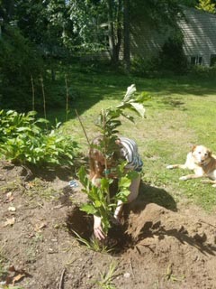 Lady planting Magnolia Ann gift tree in yard