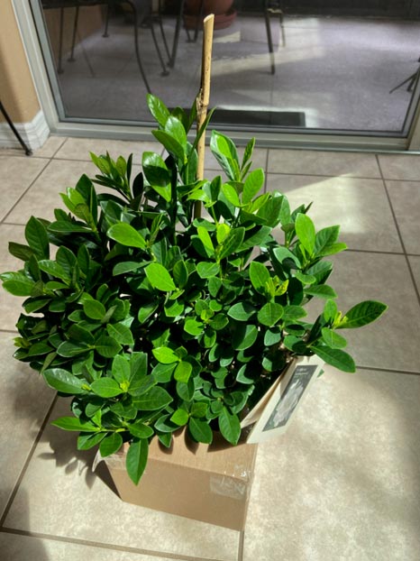 Gardenia plant sitting on box