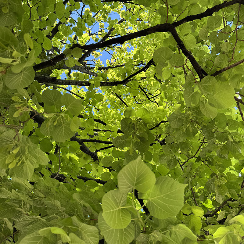 View of Tree Looking Up