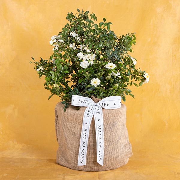White Rose Plant