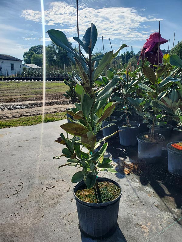 Magnolia in a Pot