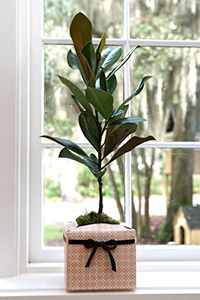 tree magnolia baby