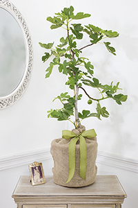 memorial gift trees in memory of gifts sympathy trees