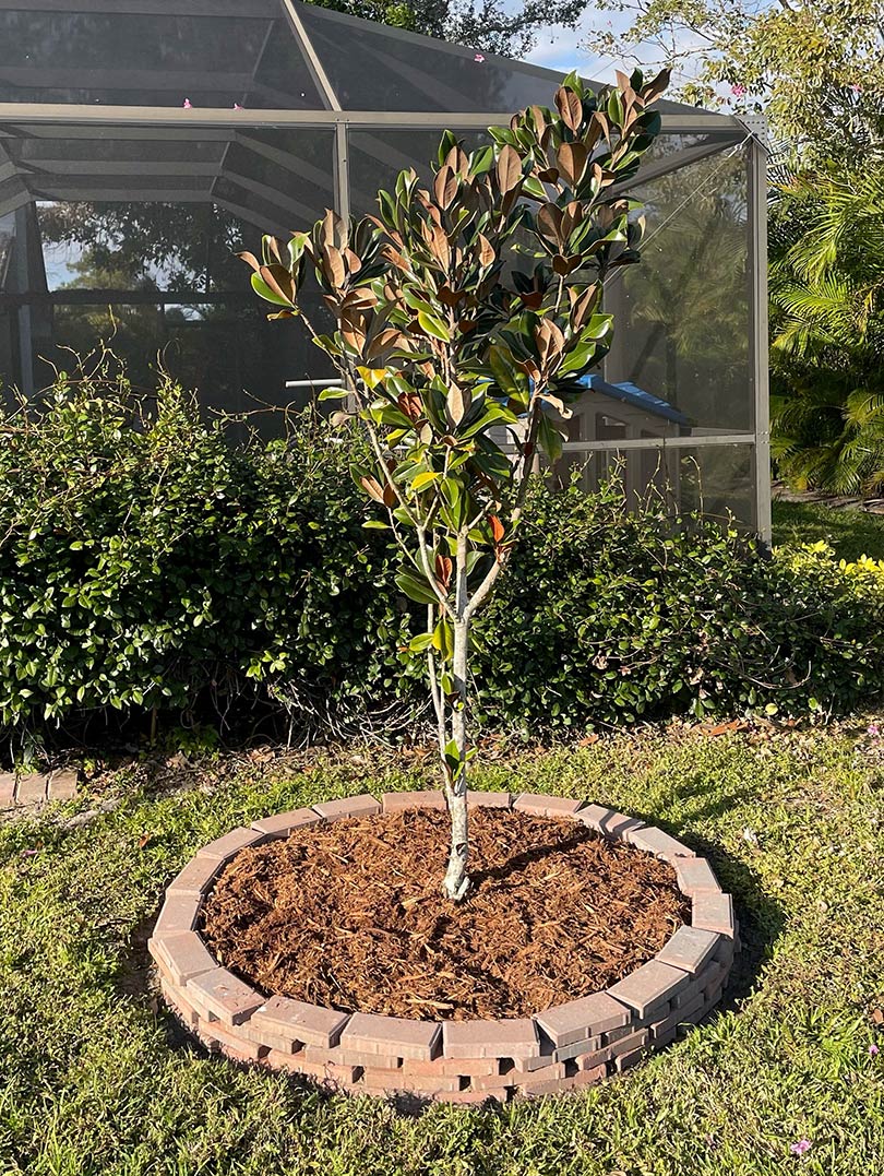 Magnolia Tree in Yard