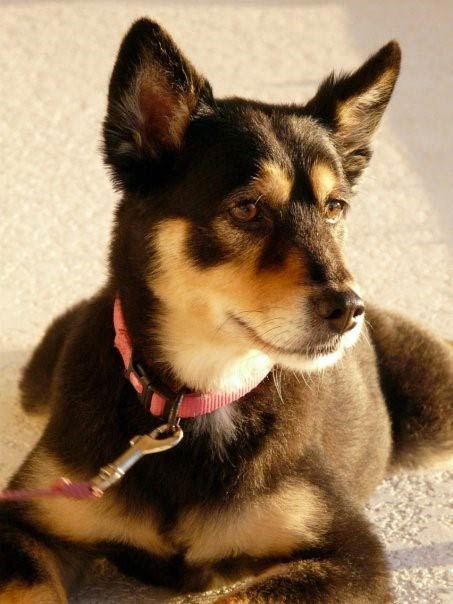 Dog Named