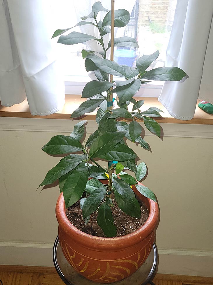 Meyer Lemon Tree in Pot