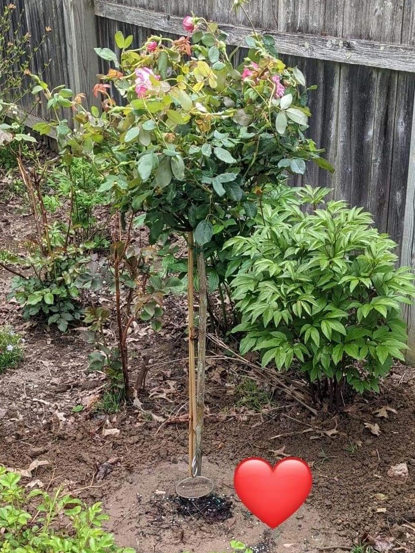 Rose Tree Planted in Yard