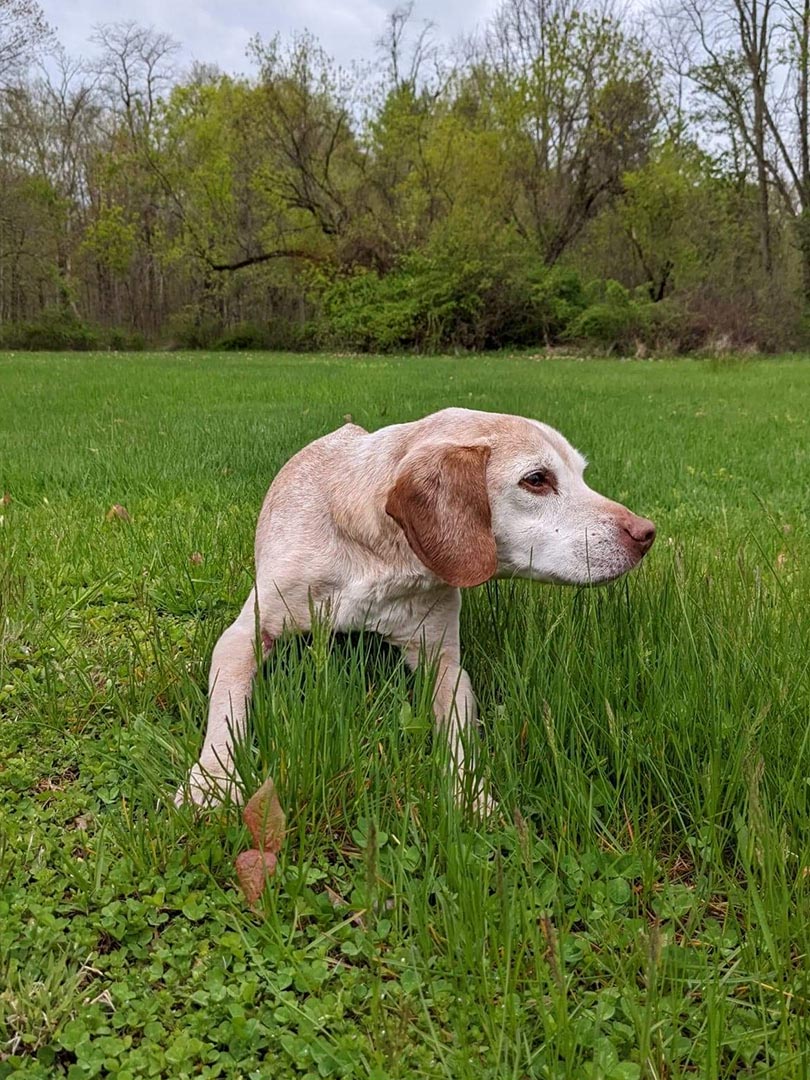 Dog Murphy Laying in Grass