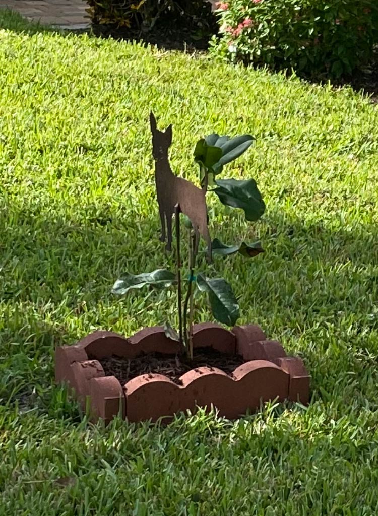 Chi Chi's Memorial Magnolia Tree in Yard