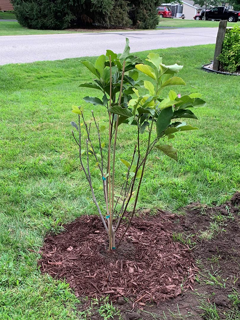 Magnolia Ann Planted in Front Yard