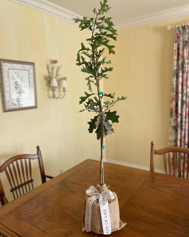 Oak Gift Tree on Dining Room Table