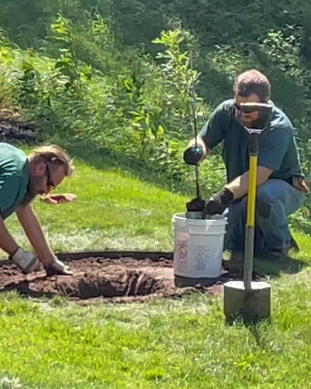 Memorial Oak Tree Being Planted in Yard