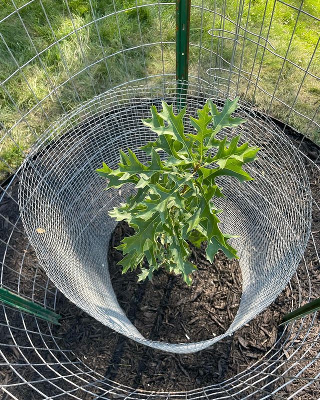 Top View of Oak Tree After Planting with Cage