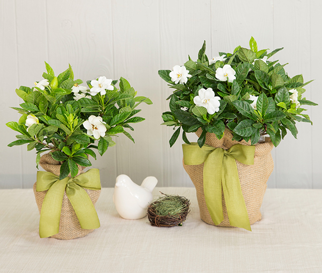 Memorial Gift Trees In Memory of Gifts Sympathy Trees