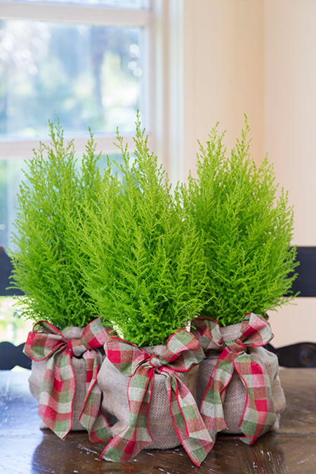 holiday cypress lemon medium trees