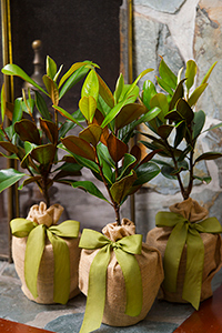 holiday magnolia