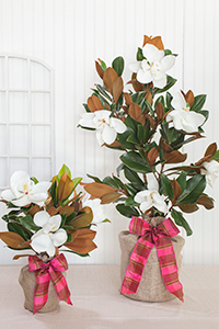 tree magnolia housewarming southern gift