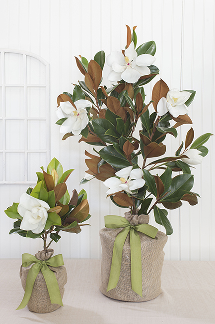 Memorial Gift Trees In Memory Of Gifts Sympathy Southern Magnolia Memorial Tree
