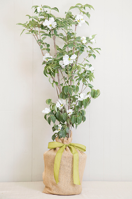 tree of life funeral home