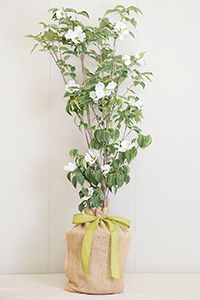 memorial trees for babies