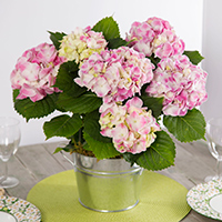 Image result for valentines day 200x200 images