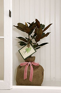 tree magnolia baby