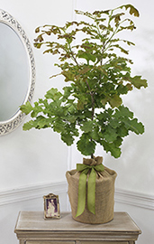 memory tree gift memorial trees sympathy tree gifts