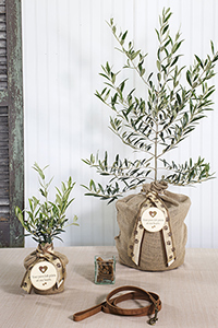 pet sympathy tree olive seedsoflife gifts loss memorial
