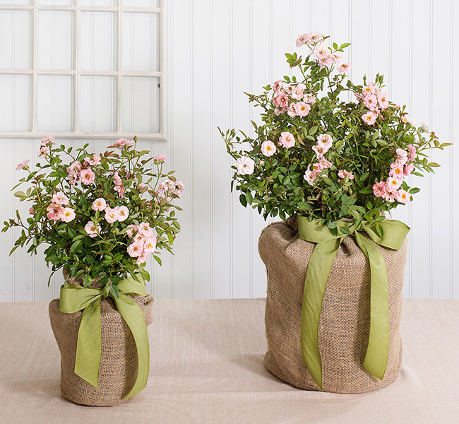 Memorial Gift Trees - In Memory of Gifts - Sympathy Trees
