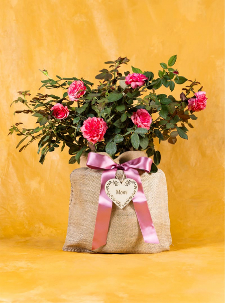 Mother's Love Rose
