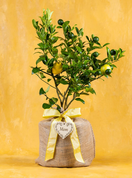 Mom's Meyer Lemon Tree