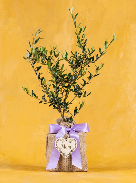 Mom's Olive Tree