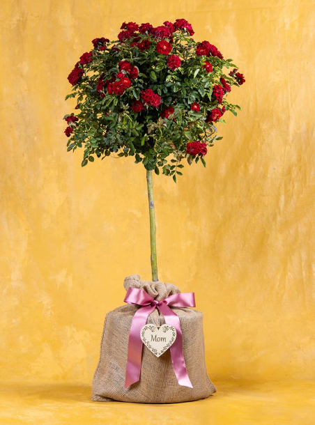 Blooming Mother's Day Red Rose Tree Topiary