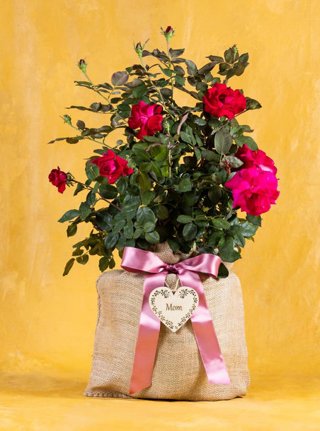 Mom's Sweet Spirit Rose