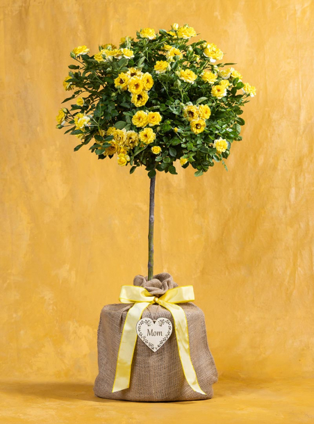 Mom's Sunrise Yellow Rose Topiary