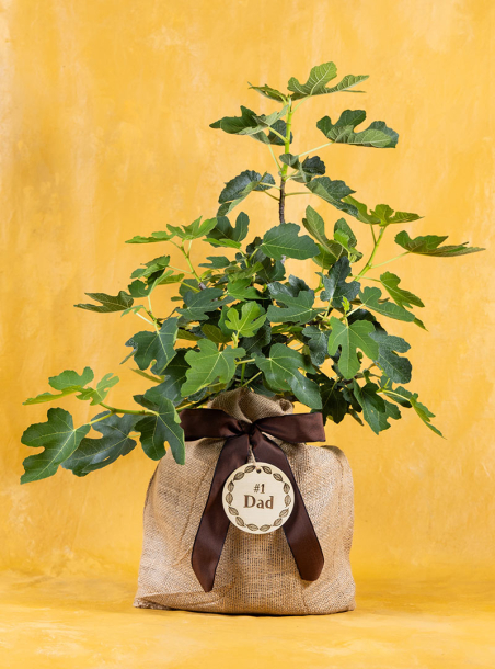 Foodie Father’s Fig