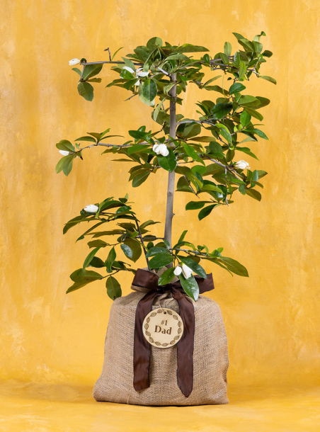 Faithful Father’s Fairy Magnolia