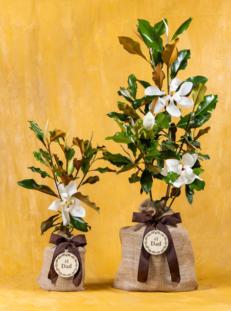 Father’s Legacy Southern Magnolia