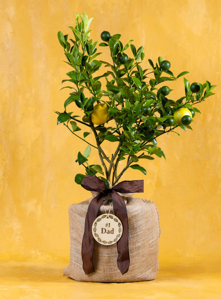 Dad’s Lemon Delight