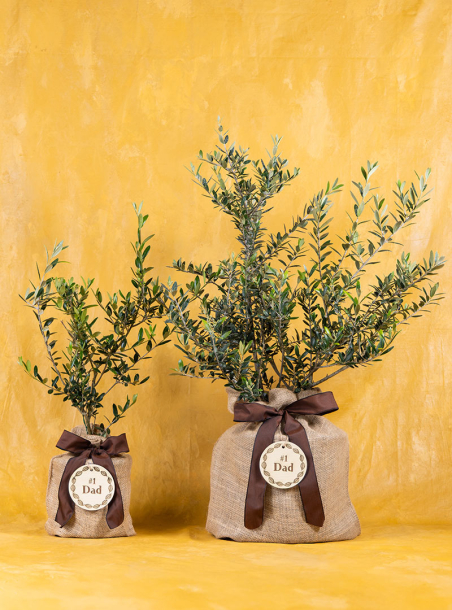 The Hardy Handyman Olive