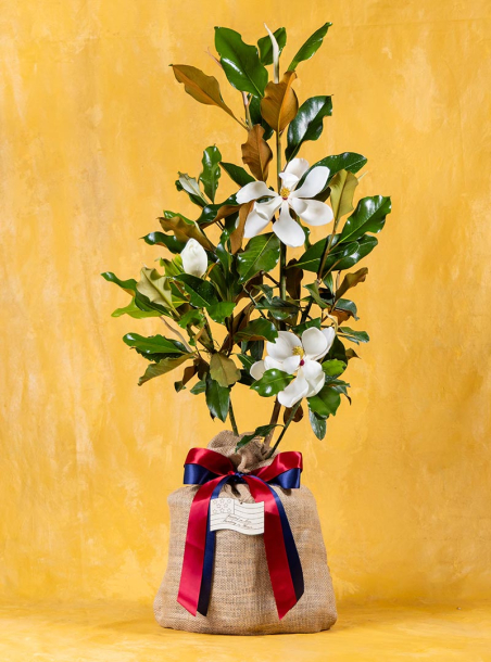 Service and Sacrifice Magnolia