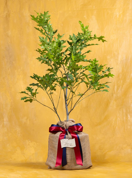 Veteran's Legacy Oak