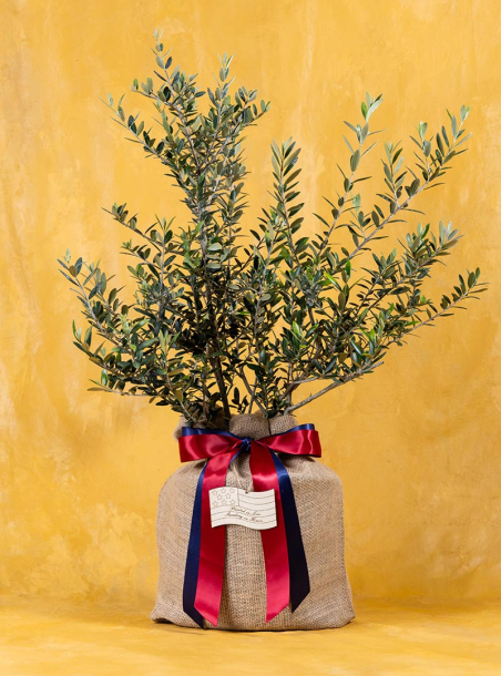 The Peacekeeper's Olive Tree