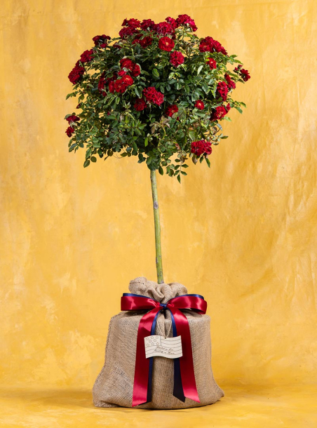 Patriot’s Honor Rose