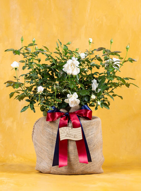 Never Forgotten Rose