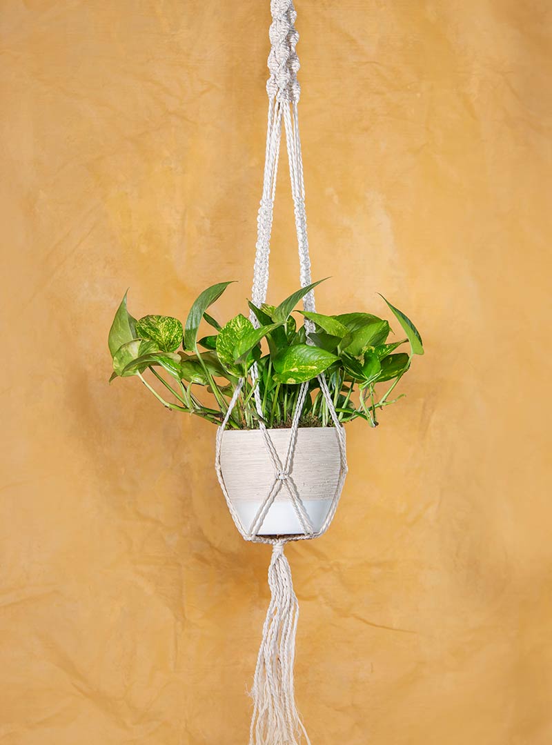 Housewarming Golden Pothos Plant with Macramé Hanger
